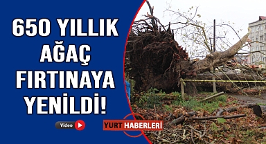 Fırtına yüzlerce yıllık anıt ağacı devirdi