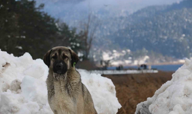 Abant Gölü'nde masalsı kış güzelliği