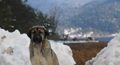 Abant Gölü'nde masalsı kış güzelliği