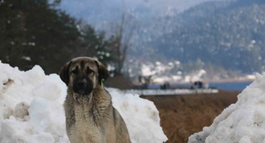 Abant Gölü'nde masalsı kış güzelliği