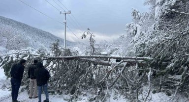 Abant yoluna ağaç devrildi, tatilciler yolda kaldı