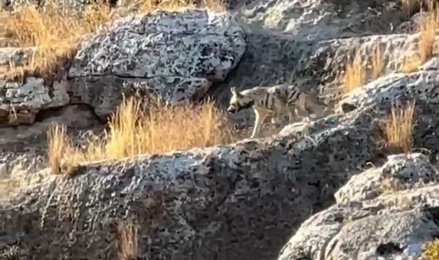 Adıyaman'da çizgili sırtlan görüldü
