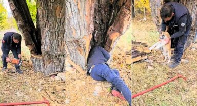 Ağaç kovuğuna sıkışan köpek yavrusu, hızar makinesiyle kurtarıldı