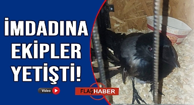 Ağaca takılan yaralı karganın imdadına itfaiye yetişti