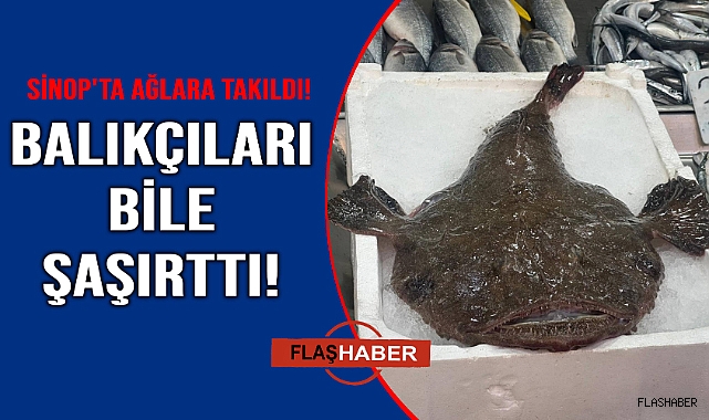 Akdeniz'in Fener balığı Karadeniz'de ağlara takıldı
