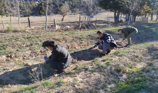 Altın değerindeki safranın hasadı Adana'da yapıldı