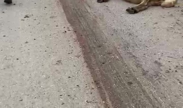 Amasya'da freni patlayan kamyon sürüdeki 17 koyunu telef etti