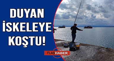 Amatör balıkçılardan zargana mesaisi