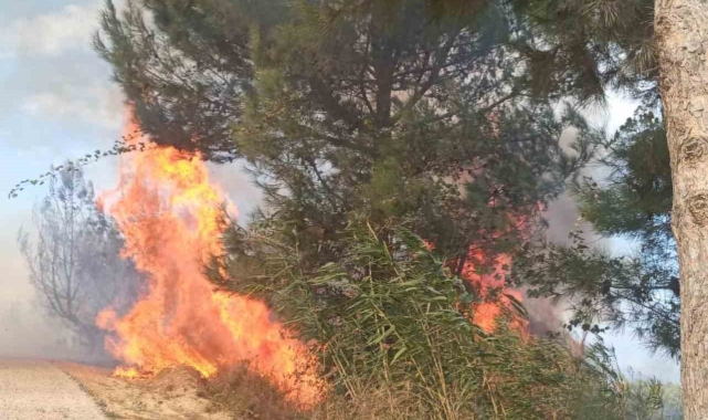 Antakya'da ormanlık alandaki yangın büyümeden söndürüldü