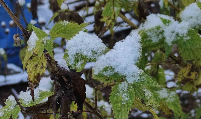 Ardahan'da soğuk nedeniyle kırağı oluştu