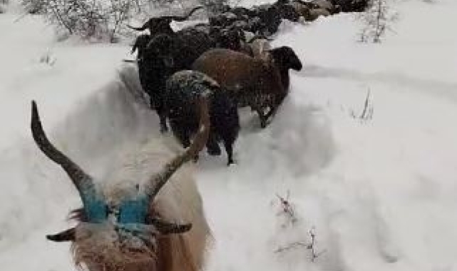 Artvin'de besicinin zorlu kar yolculuğu