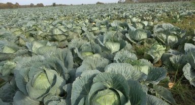 Bafra Ovası'nda mor ve beyaz lahananın hasadı başladı