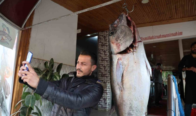 Balıkçı ağına insan boyunda orkinos takıldı
