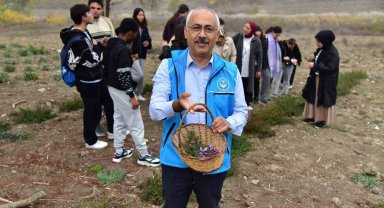 Balıkesir'de botanik bahçesinde ilk safran hasadı yapıldı