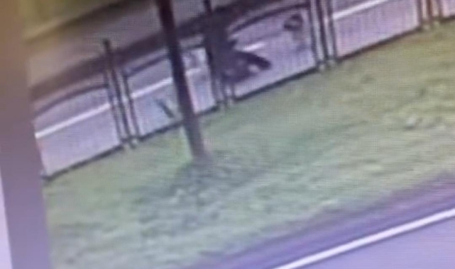 Başıboş köpeklerden kaçarken trafiğin vızır vızır aktığı yola atladı