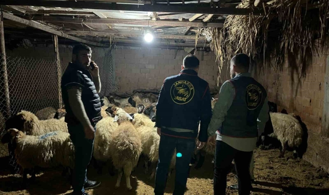 Batman'da çalınan 54 koyun sahiplerine teslim edildi, 2 şüpheli tutuklandı