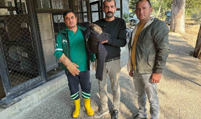 Belediye personeli yaralı buldukları doğanı Doğa Parkı'na teslim etti