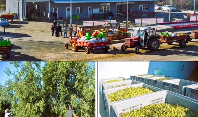 Beyağaç Belediyesinin yağ fabrikası zeytincilerin hizmetine açıldı