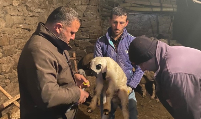 Beyşehir'de küçükbaş hayvanlar sağlık taramasından geçiriliyor