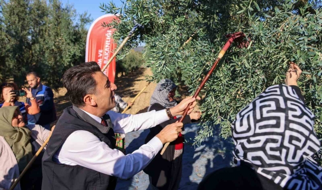 Bilecik'te zeytin hasadı mesaisi başladı