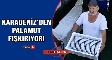 Bir gecede binlerce kasa palamut avlandı