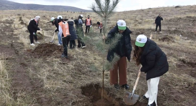 Bitlis'te bin adet fidan dikildi