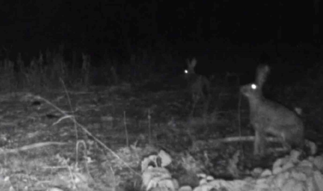 Bolu'da yaban hayatı fotokapanlara yansıdı
