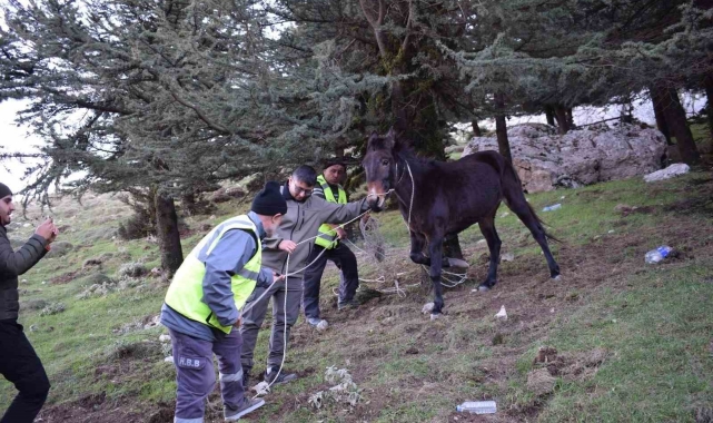 'Bu şehrin taşı toprağı da, kuzusu kurdu da bize emanet' diyen başkandan, bin 900 rakımda ölümü bekleyen katıra şefkat eli