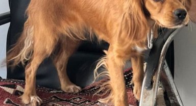 Çalınan Badem isimli köpek her yerde aranıyor