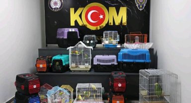 Çanakkale'de papağan operasyonu: 63 papağana el konuldu