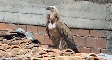 Çatıda akbabayı görenler telefona sarıldı