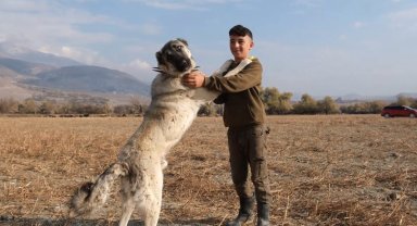 Çobanların en güvendiği dostları: Çoban köpekleri