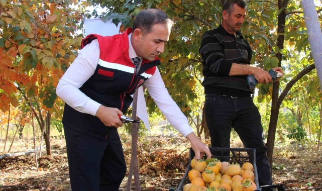 Denemek için bahçesine cennet hurması ekti, geçimini bununla sağlamaya başladı