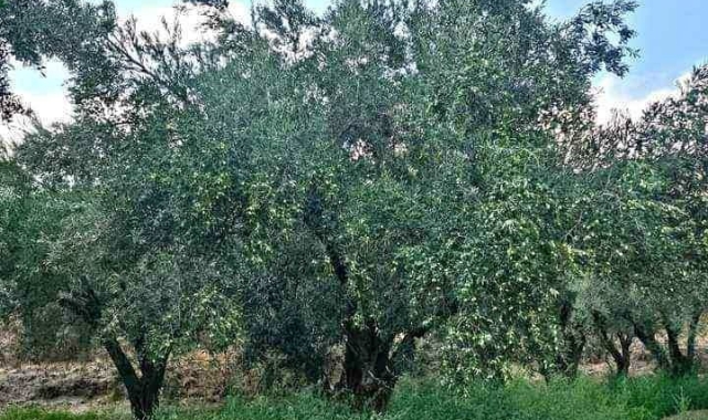 Denizli Milletvekili Ün zeytin üreticisinin sorunlarına dikkat çekti