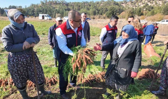 Denizli'de bu yıl 5 bin ton havuç hasat edilecek