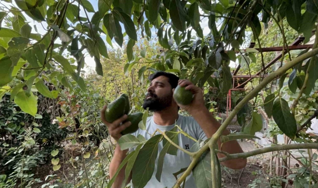 Deprem bölgesinde bereketli hasat: Avokado tarlada tanesi 20 TL'den alıcı buluyor