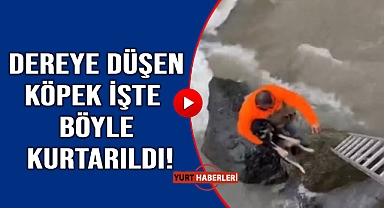 Derede mahsur kalan köpek kurtarıldı