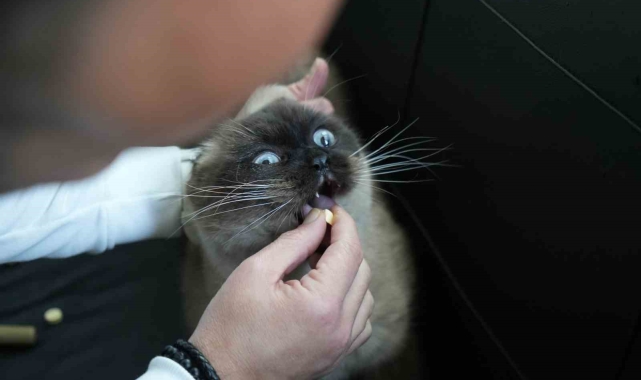 Dışı güzel içi keder kedi ırkı: Scottish