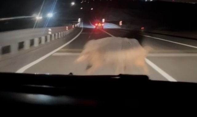 Diyarbakır'da yola çıkan domuza otomobil böyle çarptı