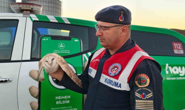 Doğada bulunan peçeli baykuşun tedavisi yapılacak