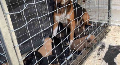Domaniç'te 4 kişiye saldıran köpek ve yavruları barınağa götürüldü