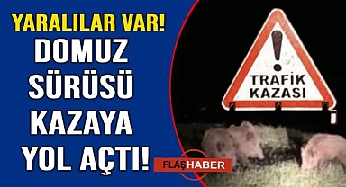 Domuz sürüsüne çarpan otomobil devrildi