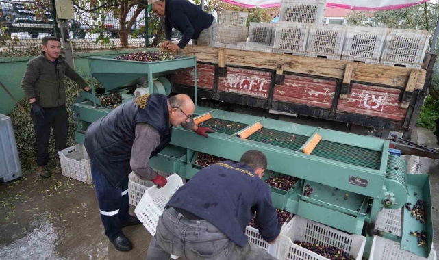 Edremit Körfezi'ndeki zeytin işletmelerinde elek mesaisi başladı