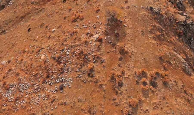 Elazığ'da domuz sürüsü havadan görüntülendi