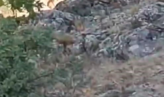 Elazığ'da koruma altındaki dağ keçileri görüntülendi