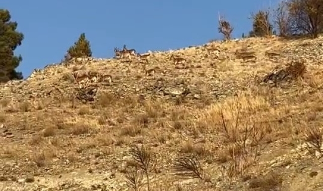 Elazığ'da koruma altındaki dağ keçileri sürü halinde görüldü