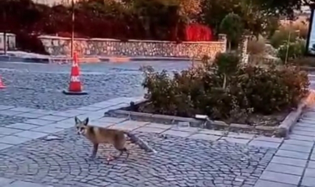 Elazığ'ı tilkiler sardı