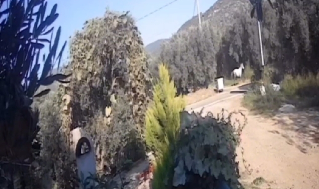 Erdek'te yola çıkan at kazaya sebep oldu