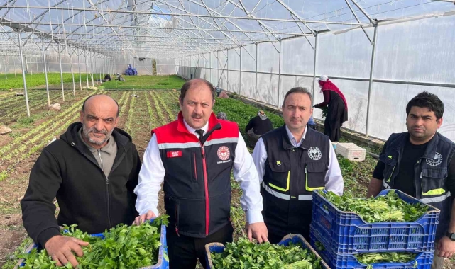 Erzincan'da kışlık sebze hasadı başladı