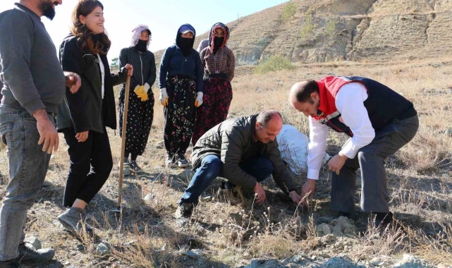 Erzincan'da Tuz Çalısı Ormanı kuruldu